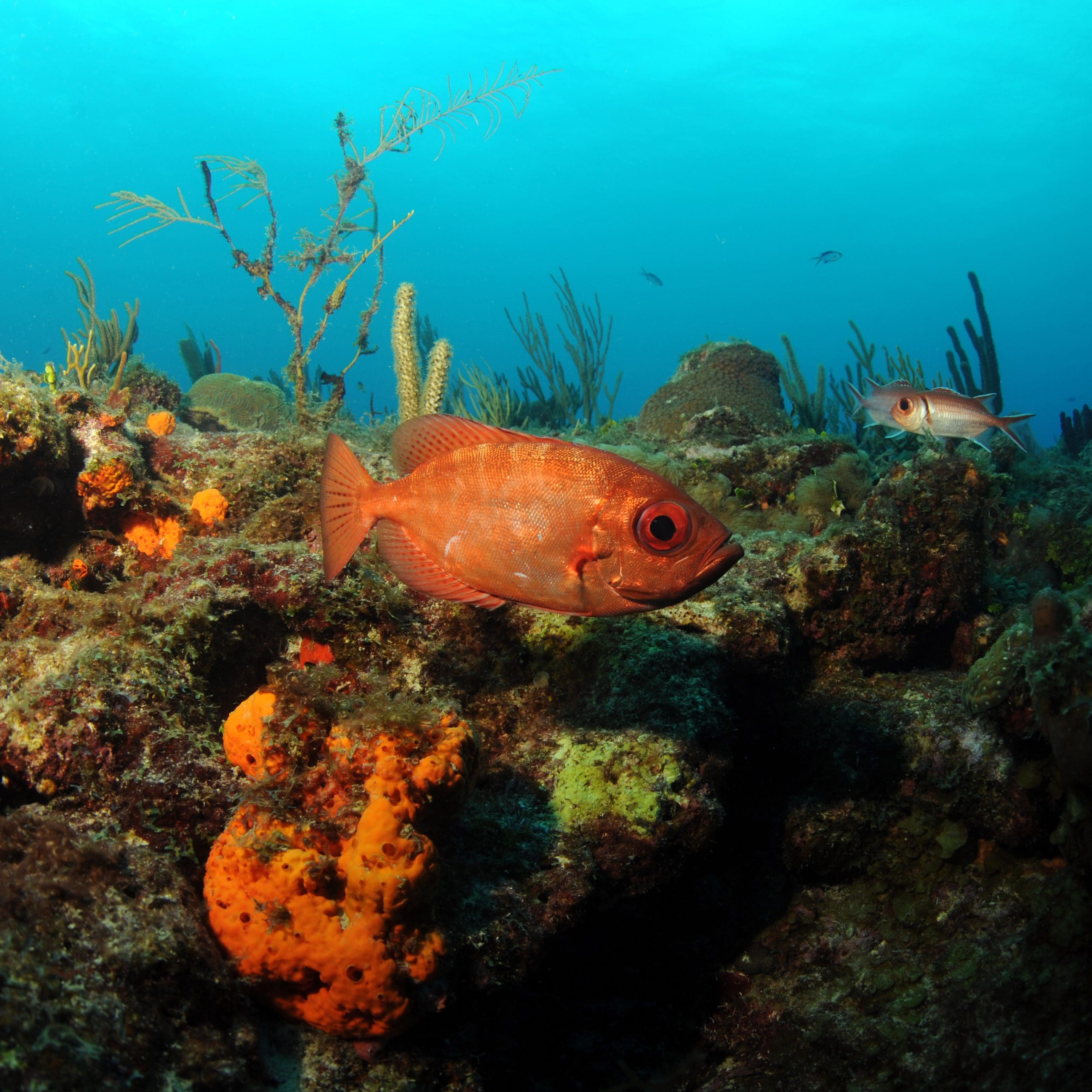 St. Maarten scuba diving