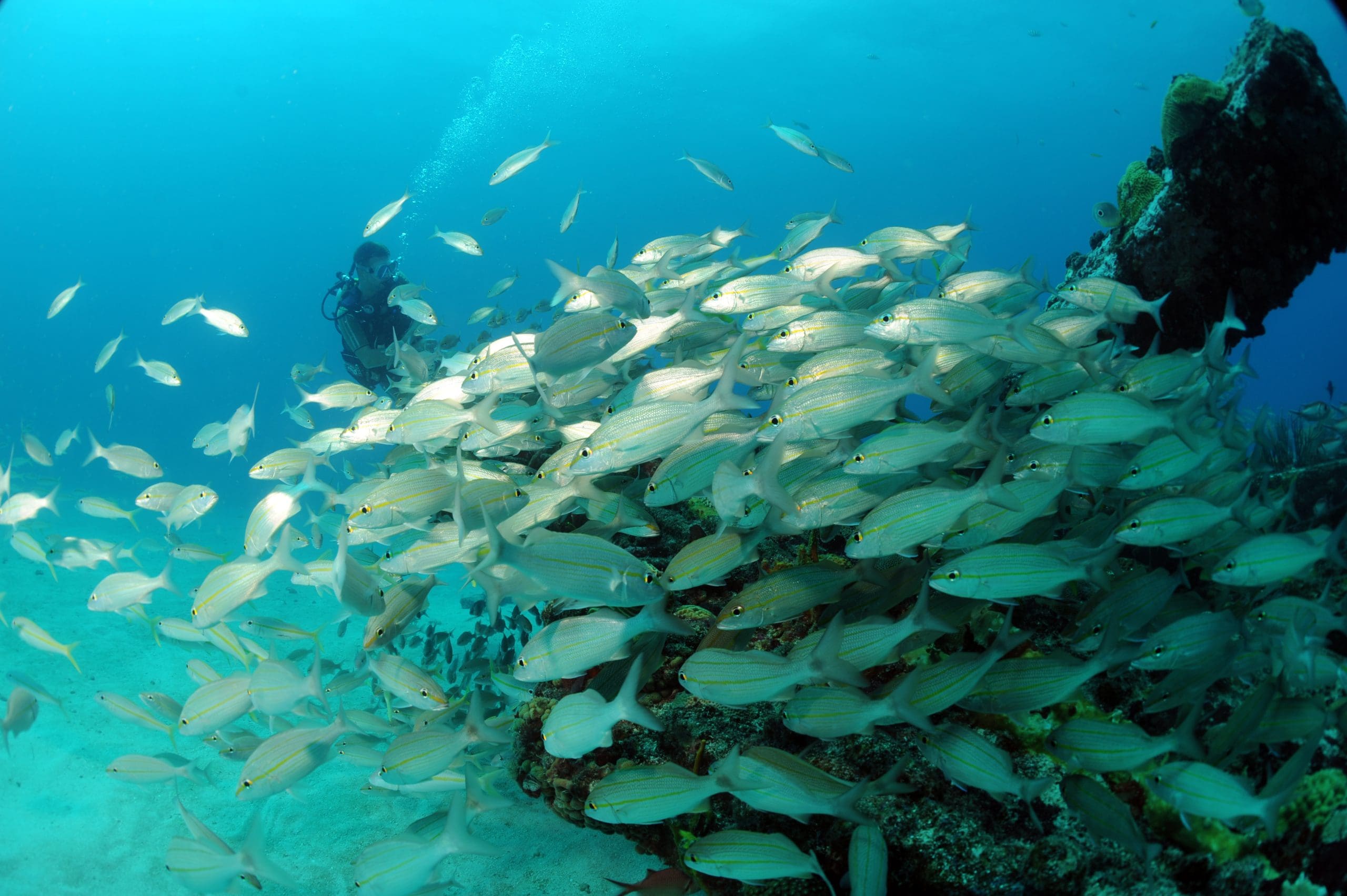 St. Maarten scuba diving