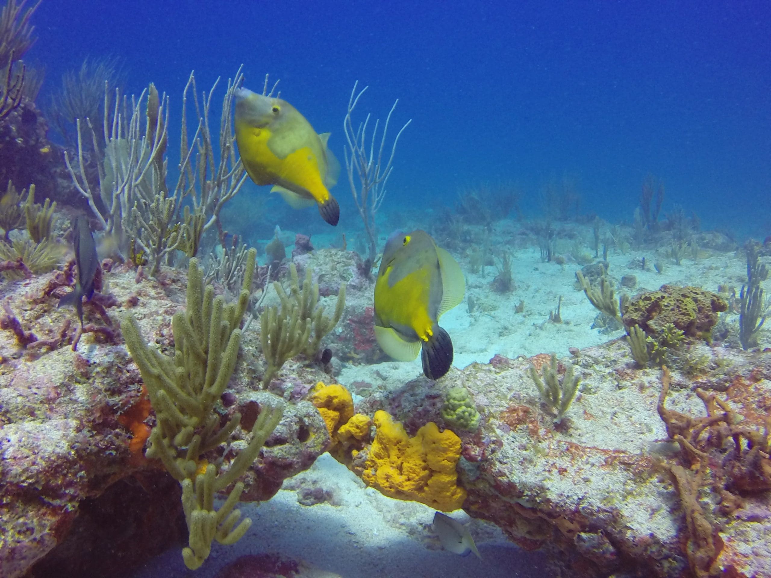 Scuba Refresher Dive